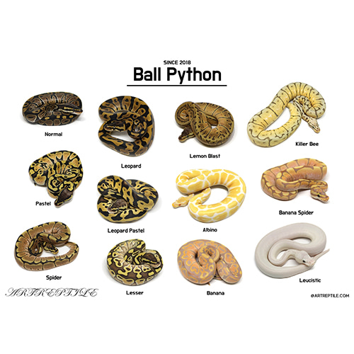 2018&#039;Ball Python 포스터(A2사이즈 59.7cm x 42.3cm)